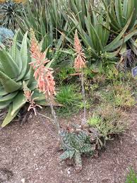 Image result for Aloe cameronii × greatheadii