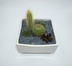Check spelling or type a new query. Palm Springs Succulent Arrangement By The Desert Blossom