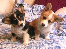 What if there are no pembroke welsh corgi puppies for sale in new york near me? Noble Hearts Pembroke Welsh Corgi Breeder Puppies For Sale Corgi Breeders Corgi Puppies For Sale Welsh Corgi Puppies