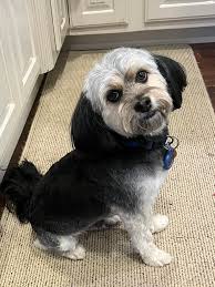 Romeo's DNA test results show mixed breed ancestry