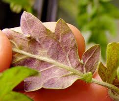 Whether they're under attack from diseases or pests, gilmour tomatoes are the preferred host plants of these larvae. Disease Or Disorder How Do I Tell The Difference Part 1 Msu Extension