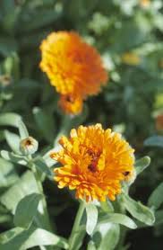 Get the best deal for marigold clay seeds & bulbs from the largest online selection at ebay.com. Do Marigolds Grow In Acidic Soil