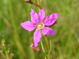 Image result for Lythrum