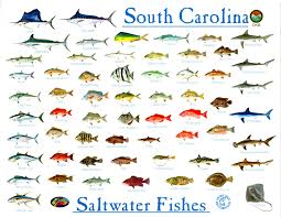 Saltwater Fish South Carolina Fish Chart Salt Water
