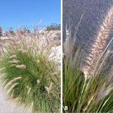 Image result for Cenchrus setaceus