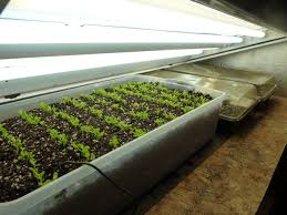 Find fluorescent grow light fixtures & kits at lowe's today. Starting Vegetable Seeds Under Fluorescent Lights Maryland Grows
