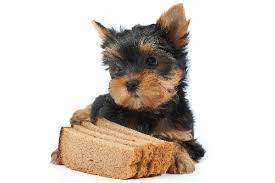 Can Dogs Eat Bread Bread It Seems So Simple And It S Such A Staple In Our Own Diets That It Should Be Fin Can Dogs Eat Dog Eating Coconut