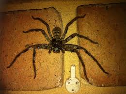 Maybe you would like to learn more about one of these? Ausztralia Csodalatos Pokjai Ausztral Redback Pok Vagy Ausztral Ozvegy Foto