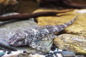 Image result for Isoglossa punctata