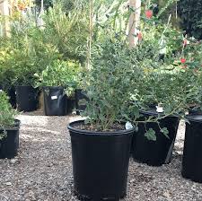 Image result for Palisota ambigua