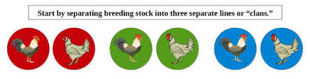 Carefully balance the chicken on. Using The Clan Mating System Low Input Breeding For Maximum Genetic Diversity In Small Breeding Flocks