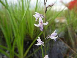 Image result for Brachycorythis