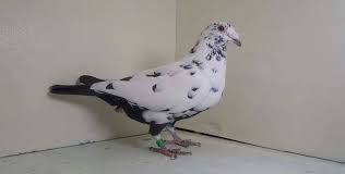 Pin By Rainer Schmidt On Brieftauben Racing Pigeons Pigeon Pictures Homing Pigeons