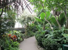 Belle isle conservancy | 300 river place drive, suite 2800, detroit, mi 48207 | 313.331.7760 | info@belleisleconservancy.org Belle Isle Conservatory Tropical Garden Belle Isle Plants