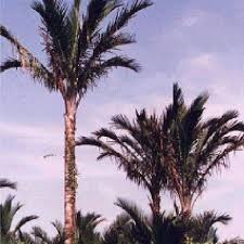 Therefore it should have enough space and climbing and creeping help. Sago Palms Metroxylon Sagu In Sarawak Malaysia Download Scientific Diagram