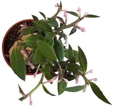 Image result for Monadenium pedunculatum