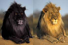 Photoshop Can Make Fools Of Us Black Lion Melanistic Animals Melanistic Lion