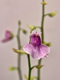 Image result for Xyris natalensis