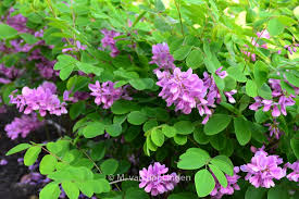 Image result for Indigofera kirkii