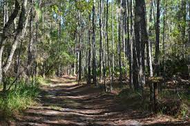 We did not find results for: Hiking Brooker Creek Preserve Florida Hikes