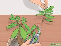 Keep the plant on the dry side overall. How To Prune A Jade Plant 6 Steps With Pictures Wikihow