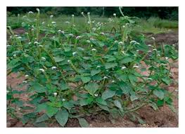 Image result for Heliotropium zeylanicum