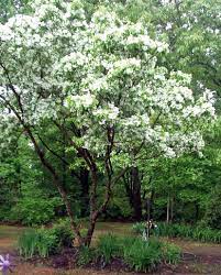 Chinese Fringe Tree Chionanthus Retusus Horizontal Form Fringe Tree Dream Garden Front Gardens