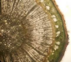 Image result for Ochna macrocalyx