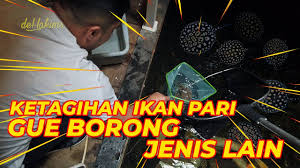 Mohon maaf gambarnya agak mengganggu. Ketagihan Ikan Pari Gue Borong Jenis Lain Pari Black Diamond Hybrid Island Vlipa Lv