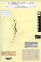 Image result for Indigofera filipes