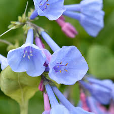 I notice it is also referred to as mertensia pulmonoiodes (spelling?) so maybe there is some distant relationship. Virginia Bluebells Mertensia Virginica Lurie Garden