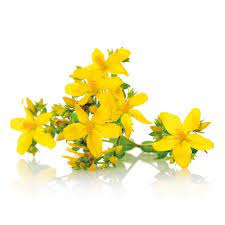 Die johanniskrautstoffe können diesen mangel beheben, indem sie die wiederaufnahme der botenstoffe an den kontaktstellen zwischen den nervenzellen (synapsen) hemmen und. Johanniskraut Wirkung Anwendung Pascoe Naturmedizin