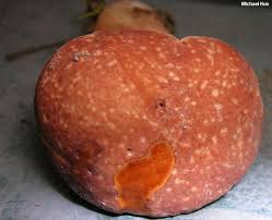 Image result for Xanthoconium sp.