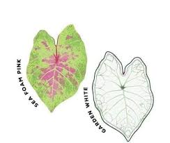 Jenis bunga keladi mahal ini belum begitu dikenal masyarakat. Nama2 Jenis Bunga Keladi Admin Timbang Green Nursery Facebook