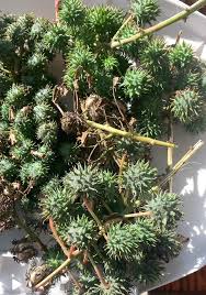 Didn't you know that the Voice News Paper 📜 in St Lucia is the "Second"  oldest in the Caribbean, about one hundred and thirty years ? Now you know.  RIP Mr Lyndell