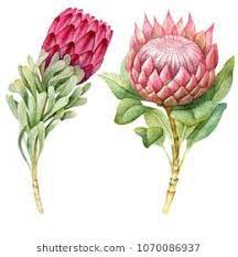 Watercolor Tropical Protea Flowers Botanical Floral Art Protea Art Flower Painting