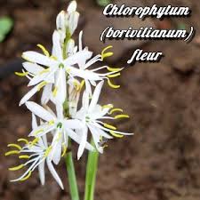 Image result for Chlorophytum nubicum
