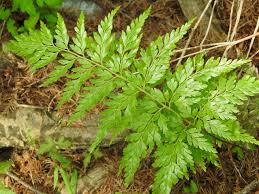 Image result for Anemiaceae