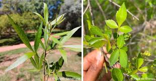 Image result for Searsia acuminatissima