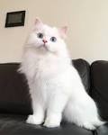 PRICES AND POLICIES - PERSIAN KITTENS FOR SALE