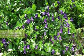 Clematis can cause severe mouth pain and ulcers if eaten. Clematis Rooguchi Stock Photo By Nova Photo Graphik Image 0745209