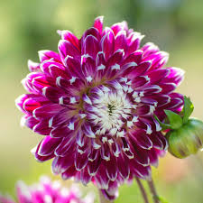 Check spelling or type a new query. 15 Flowering Plants With Large Blossoms