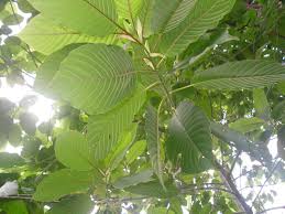 Check spelling or type a new query. Zahid Hamidi Berkata Daun Ketum Mungkin Dadah Berbahaya