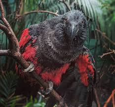 Pesquet's parrots are limited in range to mountainous rainforests in an area spanning the length of central new guinea. Meet The Dracula Parrot The Most Gothic Bird On Earth