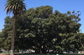 Balboa Park Moreton Bay Fig Tree Balboa Park Fig Tree Tree