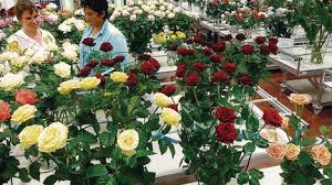 Maybe you would like to learn more about one of these? Acht Millionen Rosen Pro Tag