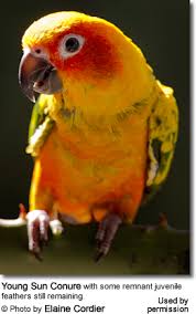 Sun Conures Or Sun Parakeets Beauty Of Birds