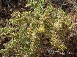 Image result for Cuscuta approximata