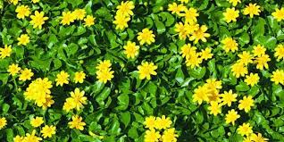 Check spelling or type a new query. Lesser Celandine Is On The Rise Ohio Ag Net Ohio S Country Journal