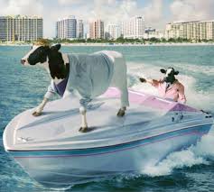 pin on installation inflatables